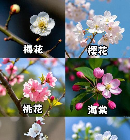 梅花有几种品种？不同品种梅花的特性是什么？