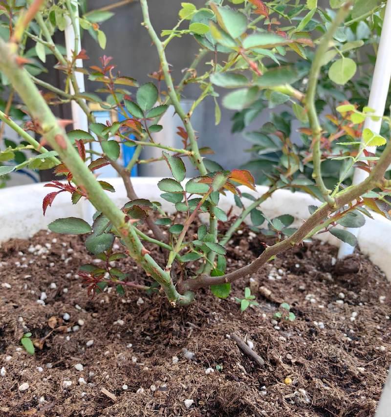 月季花的养殖方法和注意事项有哪些？