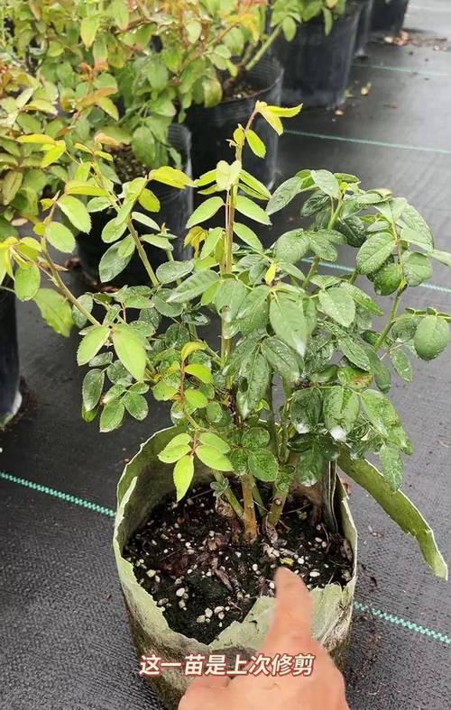 月季花的养殖方法和注意事项有哪些？