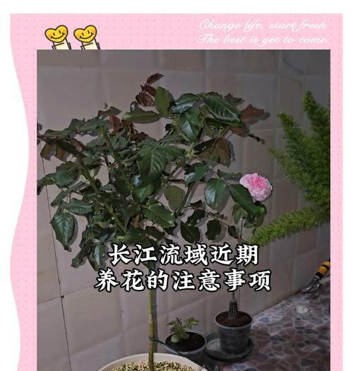 月季花的养殖方法和注意事项有哪些？