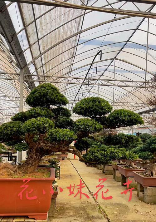 落叶松盆景的养护要点和常见问题是什么？