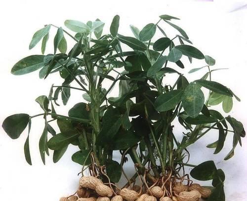 花生盆栽怎么种才能长得好？花生盆栽种植的技巧有哪些？