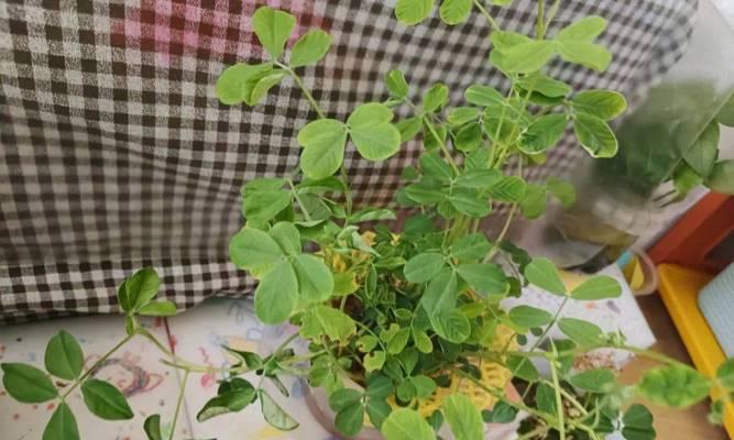 花生盆栽怎么种才能长得好？花生盆栽种植的技巧有哪些？