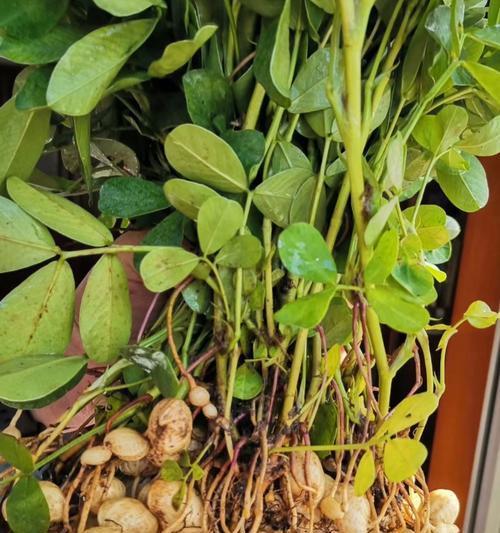 花生盆栽怎么种才能长得好？花生盆栽种植的技巧有哪些？