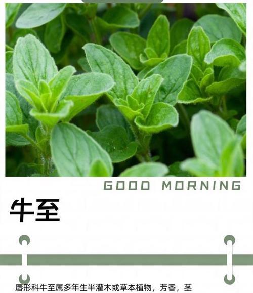 牛至植物的养殖技巧是什么？