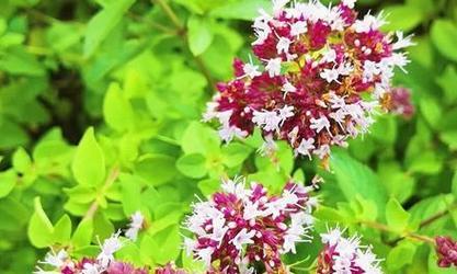 牛至植物的养殖技巧是什么？