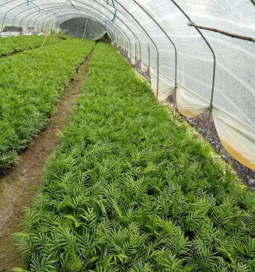 袖珍椰子的种植技巧有哪些？