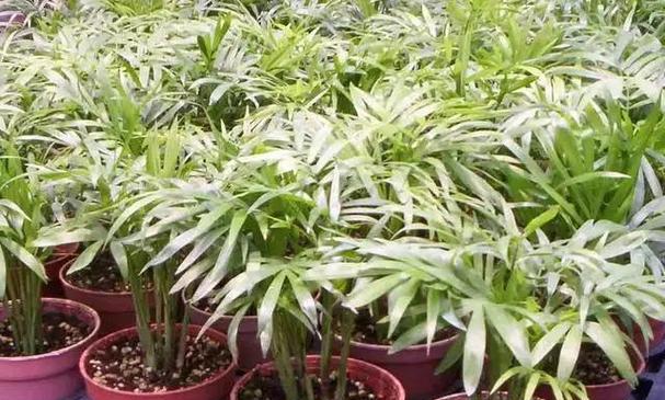 袖珍椰子的种植技巧有哪些？