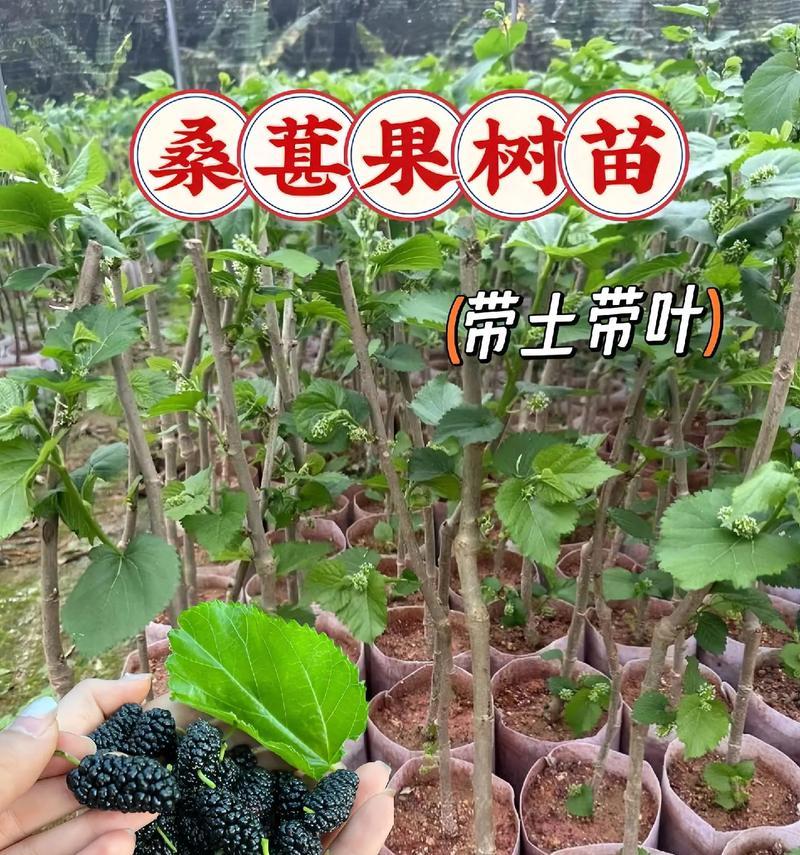 桑树修剪的最佳时期和方法是什么？