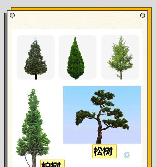 松树种植的步骤和技巧是什么？