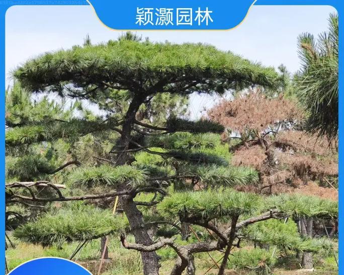 松树种植的步骤和技巧是什么？