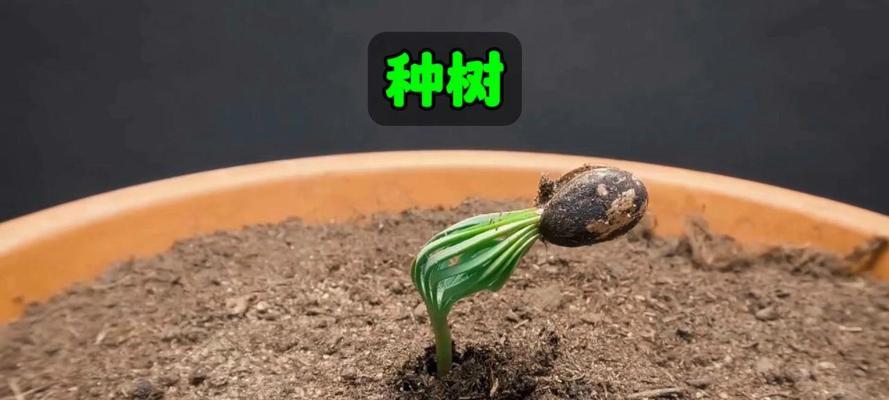 松树种植的步骤和技巧是什么？