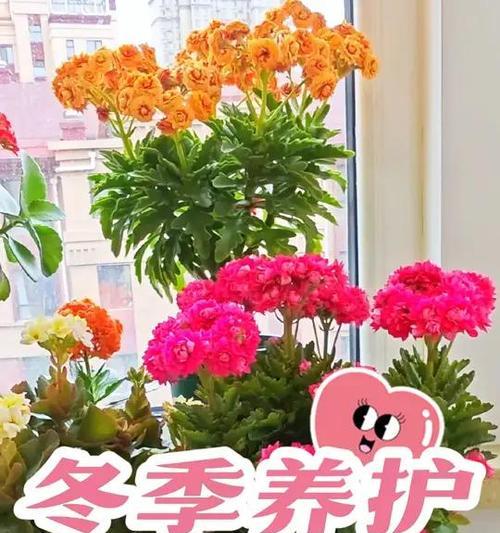 冬季长寿花的养护技巧有哪些？如何保持其健康？