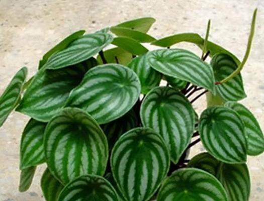 哪些植物可以插叶？插叶繁殖的植物及其方法是什么？