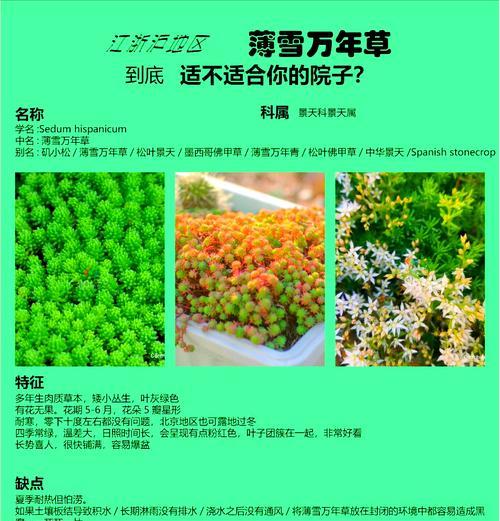 薄雪万年草怎么繁殖？繁殖技巧大公开！