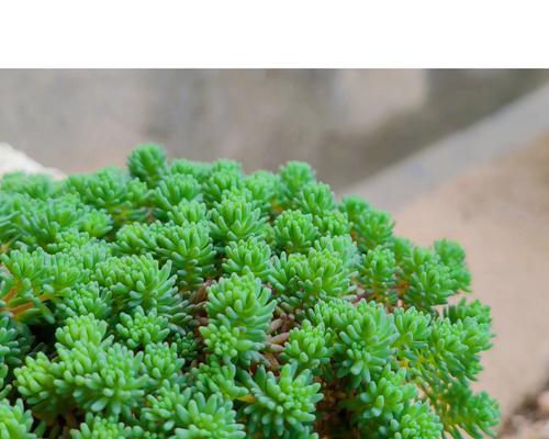 薄雪万年草怎么繁殖？繁殖技巧大公开！