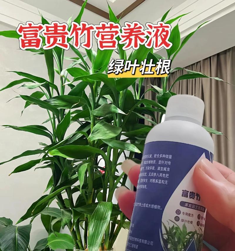 水养富贵竹黄叶如何处理？有哪些有效方法？