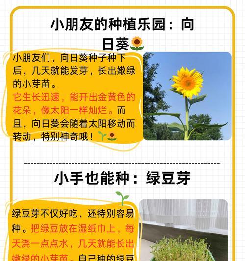向日葵幼苗期的养护指南是什么？