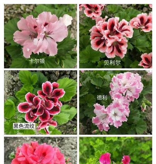 天竺葵有哪些推荐品种？天竺葵品种的选择建议是什么？