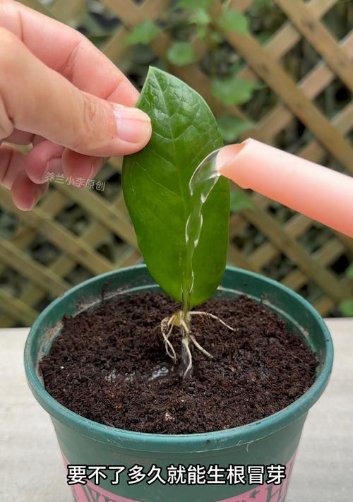 芦荟种植方法是什么？芦荟叶片变软怎么处理？