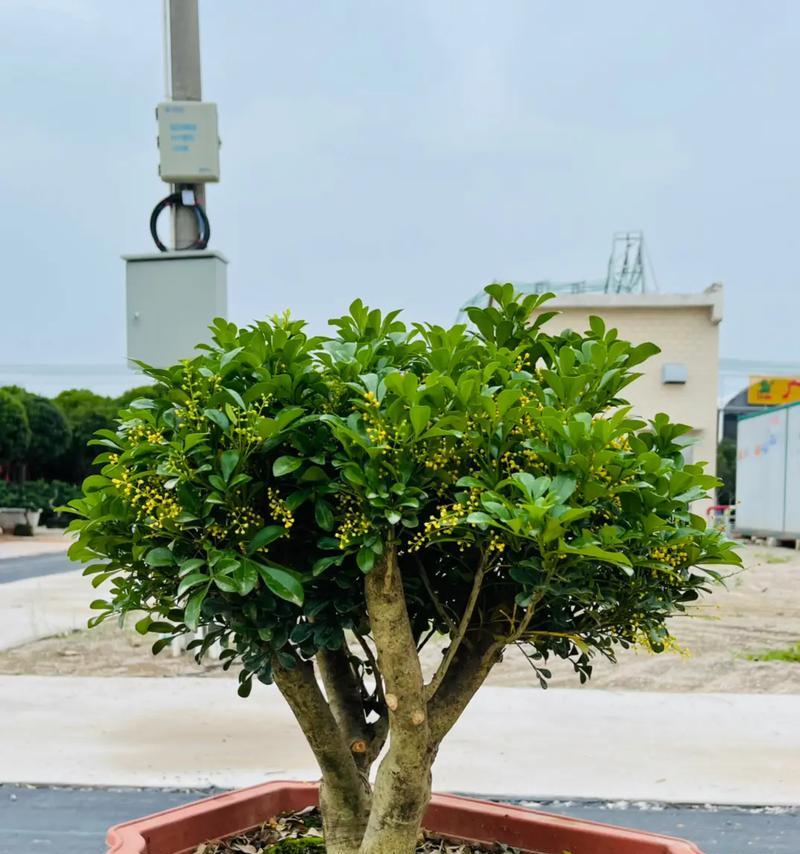 米兰花应该用什么盆栽种？