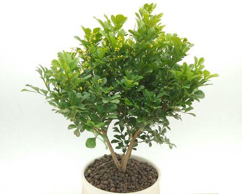 米兰花应该用什么盆栽种？