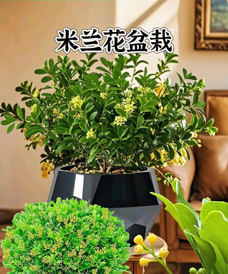 米兰花应该用什么盆栽种？