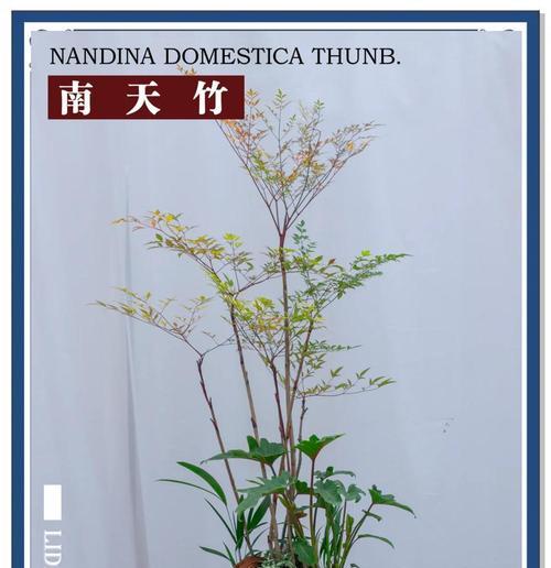 南天竹有多少种品种？南天竹品种的特点是什么？