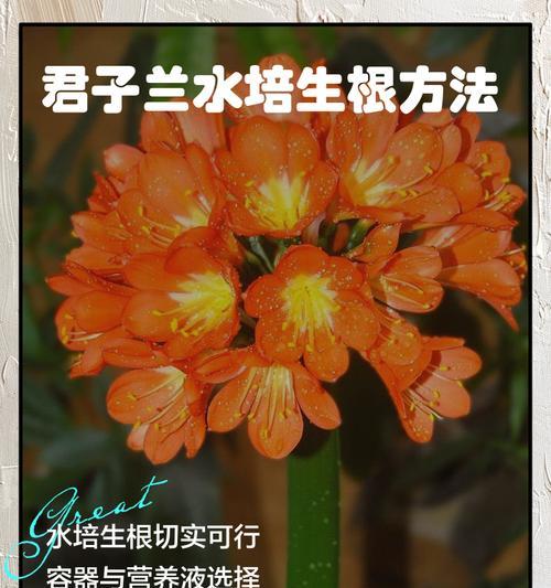 君子兰烂根的处理方法和预防措施是什么？