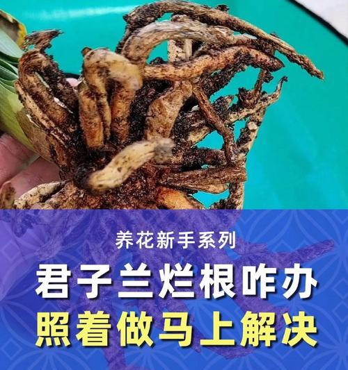 君子兰烂根的处理方法和预防措施是什么？