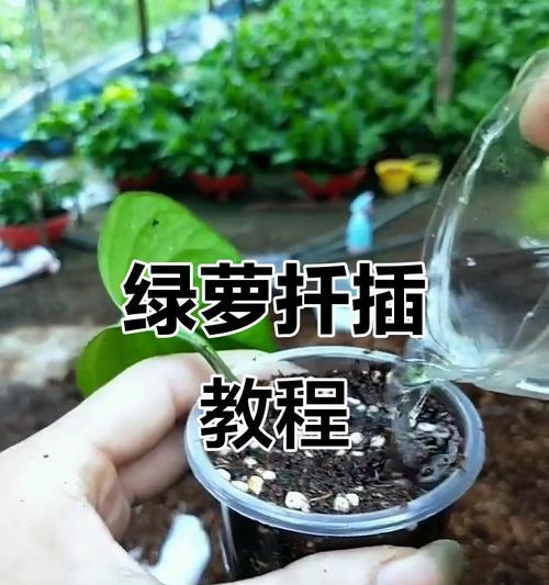 如何扦插绿萝？绿萝扦插繁殖的正确方法是什么？