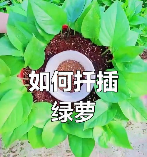 如何扦插绿萝？绿萝扦插繁殖的正确方法是什么？
