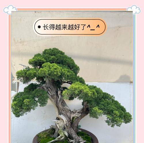 地柏盆景养殖的要点是什么？