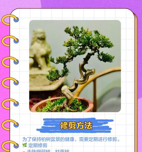 地柏盆景养殖的要点是什么？