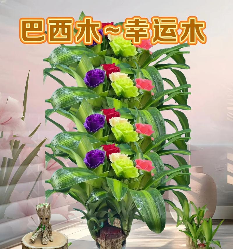 巴西木有哪些品种？如何选择适合的巴西木？