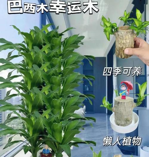 巴西木有哪些品种？如何选择适合的巴西木？