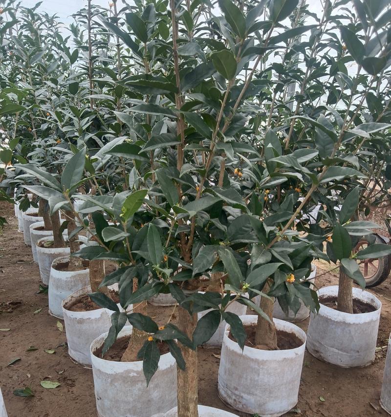 桂花树种植的正确步骤和养护要点？