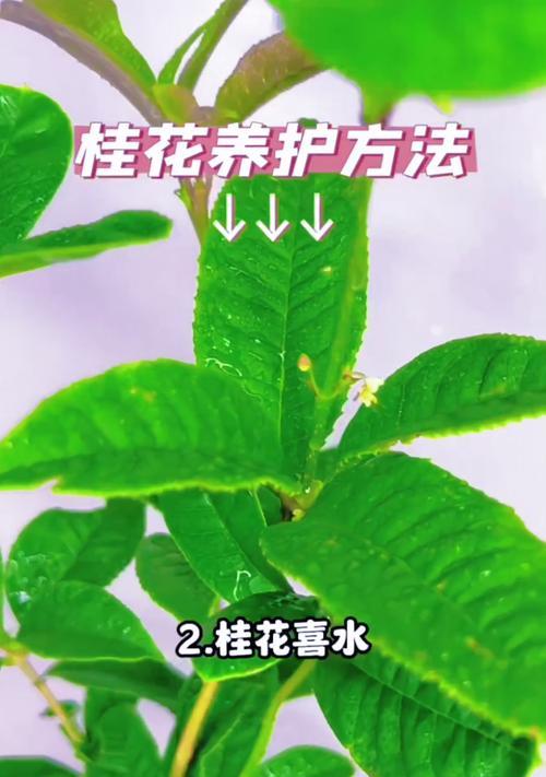 桂花树种植的正确步骤和养护要点？