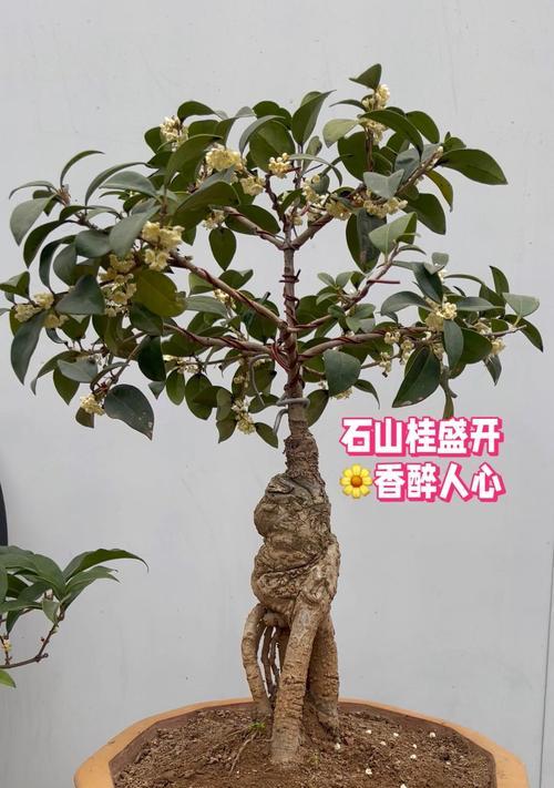 桂花树种植的正确步骤和养护要点？