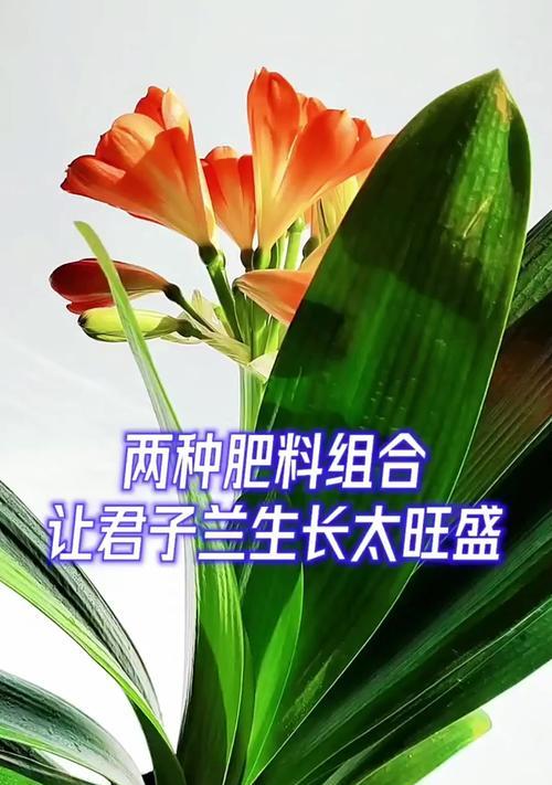 君子兰施肥有什么技巧？君子兰需要哪种肥料？