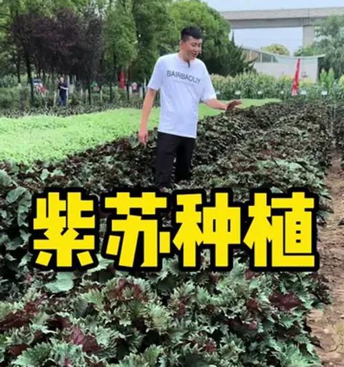 紫苏的种植和养护方法有哪些？