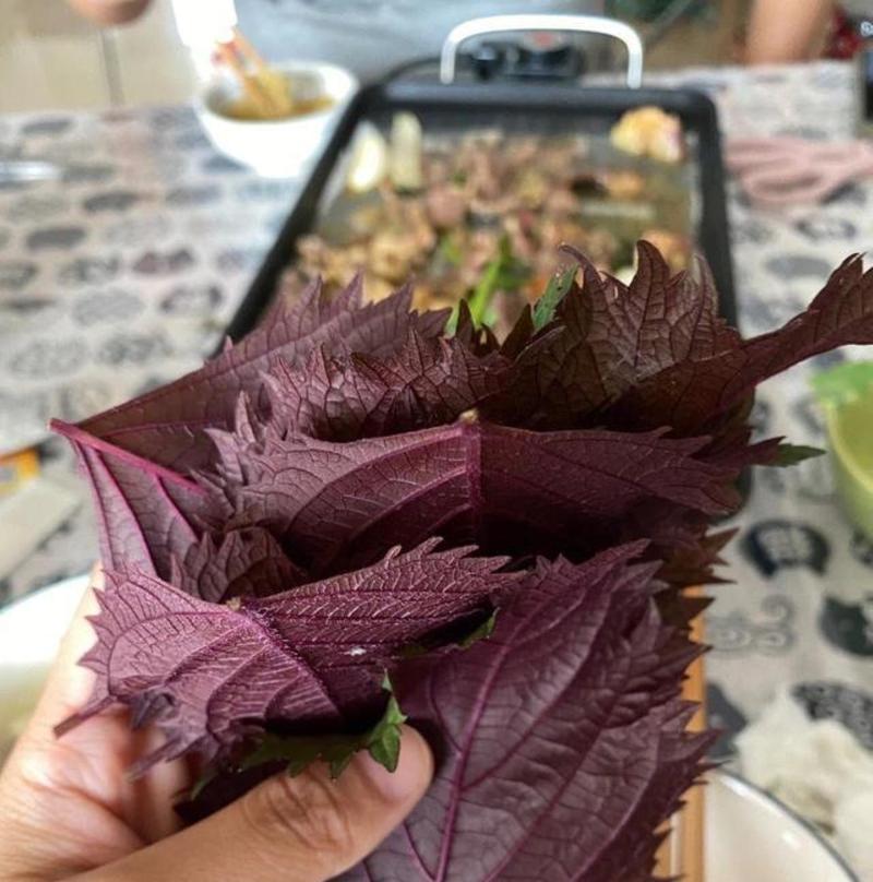 紫苏的种植和养护方法有哪些？