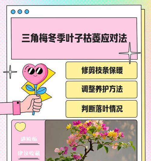 三角梅出现虫害怎么处理？有效防治方法有哪些？