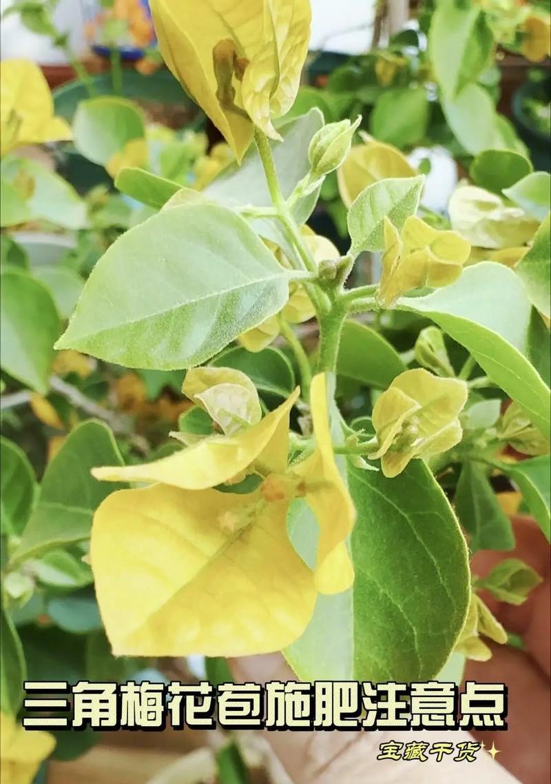 三角梅出现虫害怎么处理？有效防治方法有哪些？