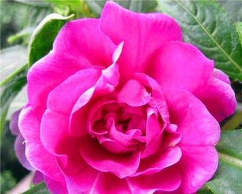 指甲花品种有哪些？如何选择适合的指甲花品种？