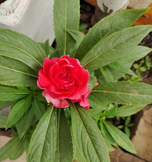 指甲花品种有哪些？如何选择适合的指甲花品种？