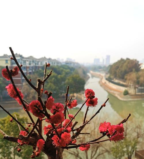 盆栽红梅的养护要点是什么？如何让红梅在盆栽中开花？