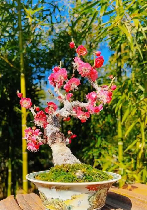 盆栽红梅的养护要点是什么？如何让红梅在盆栽中开花？
