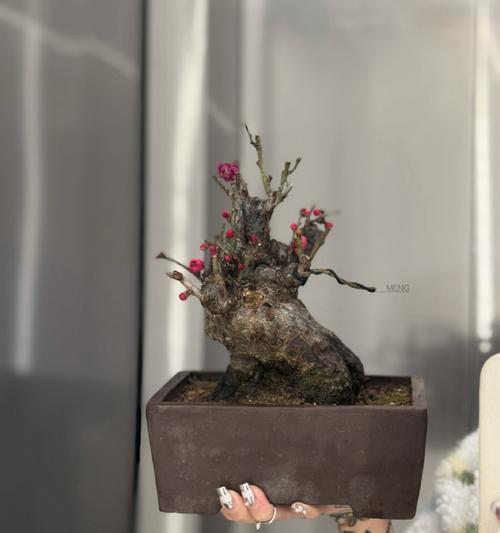 盆栽红梅的养护要点是什么？如何让红梅在盆栽中开花？