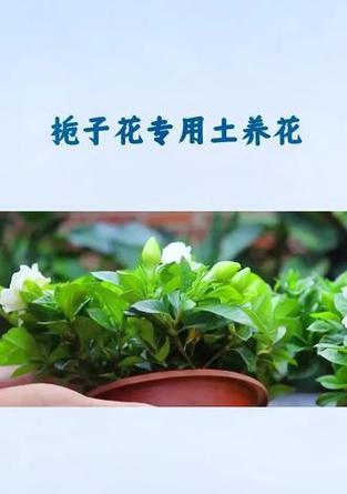 栀子花烂根了怎么办？如何进行根部治疗？